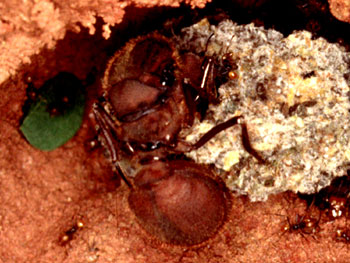 Ants 02