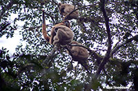 group of woolley spider monkeys