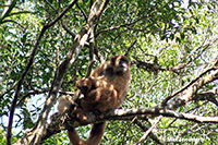 woolley spider monkey