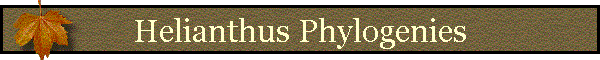 Helianthus Phylogenies