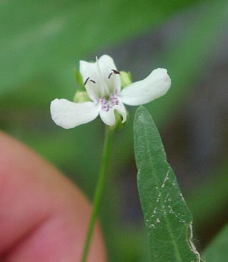 Justicia americana flower_sharp.jpg (15455 bytes)