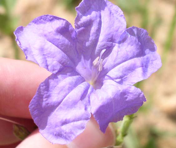 Ruellia%20nudiflora%20flw6.jpg