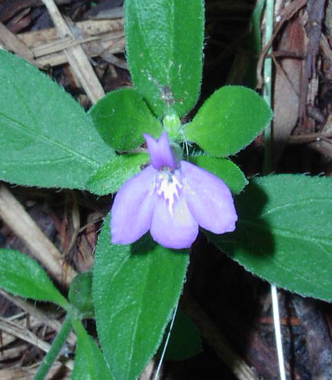 Siphonoglossa pilosella flower_sharp.jpg (53782 bytes)