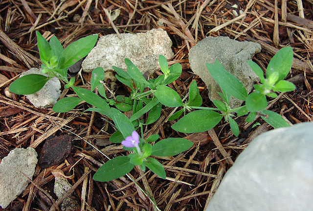 Siphonoglossa pilosella habit_sharp.jpg (105125 bytes)