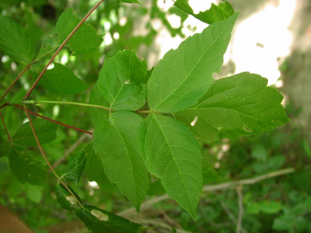 Acer negundo leaf.jpg (45620 bytes)