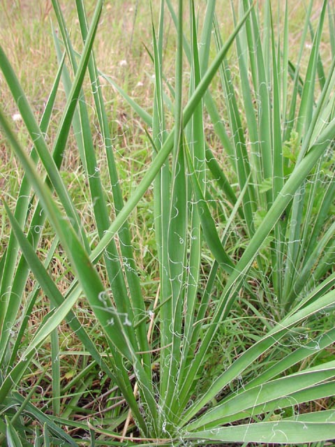 Yucca arkansana leaves.jpg (98591 bytes)