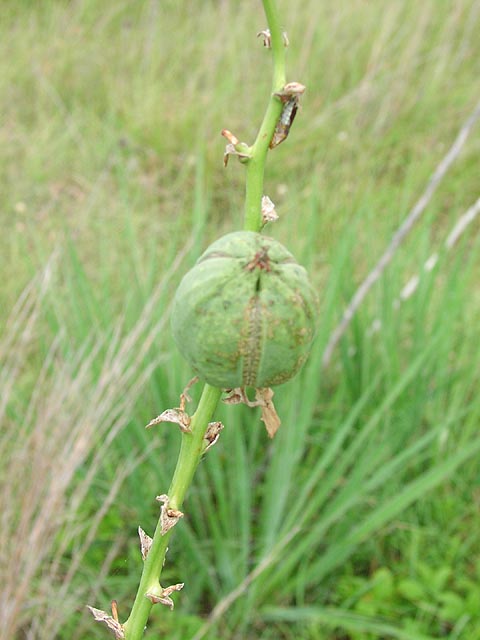 Yucca arkansana youngfruit_sharp.jpg (44896 bytes)