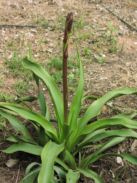 Yucca rupicola inflorescencestalk.jpg (106252 bytes)