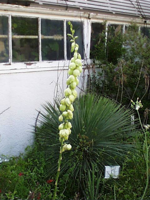 yucca.arkansana.infl.jpg (64039 bytes)