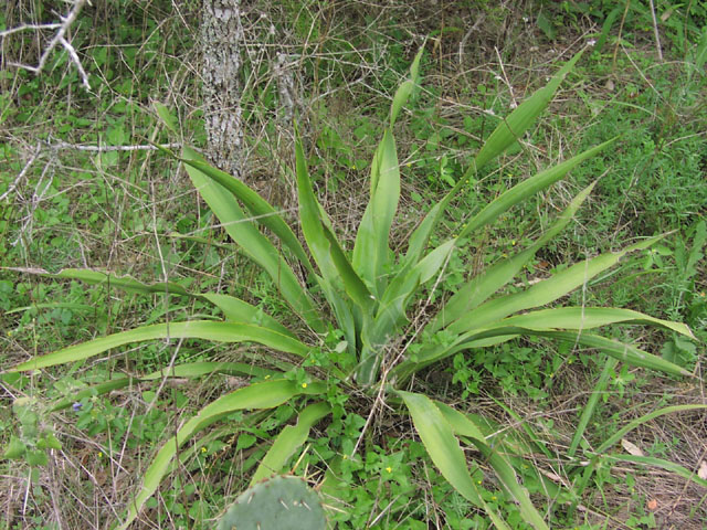 yucca.rupicola.jpg (152814 bytes)