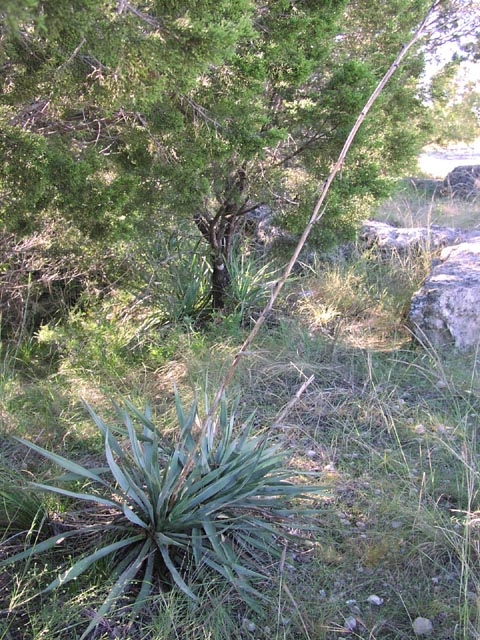 yucca.rupicola3.JPG (129554 bytes)