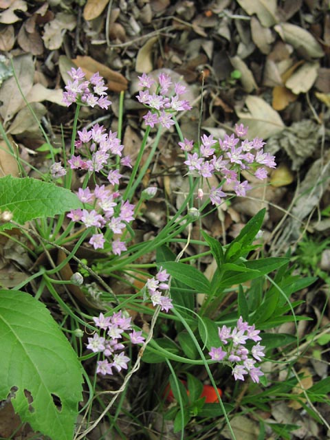 Allium drummondii umbels.jpg (84690 bytes)