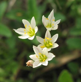 Nothoscordum bivalve flowers4.jpg (20306 bytes)