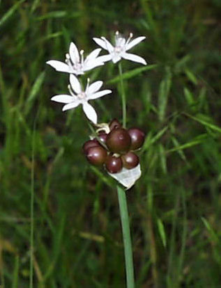 allium.canadensis.2.jpg (33309 bytes)