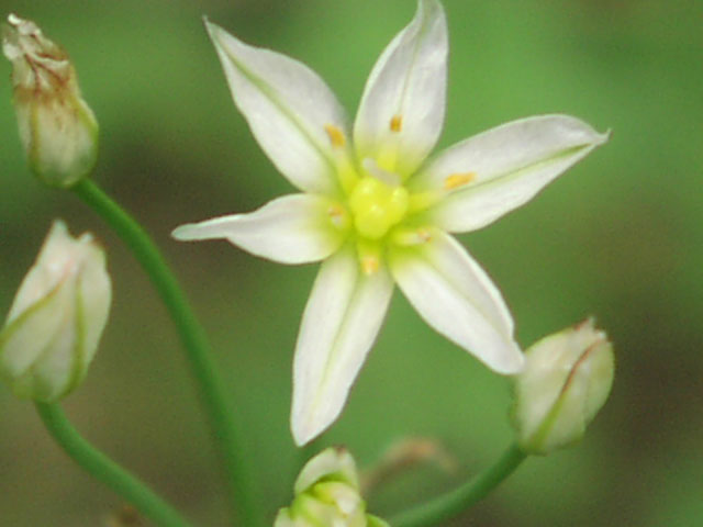 nothoscordum.bivalve.flw.JPG (42487 bytes)