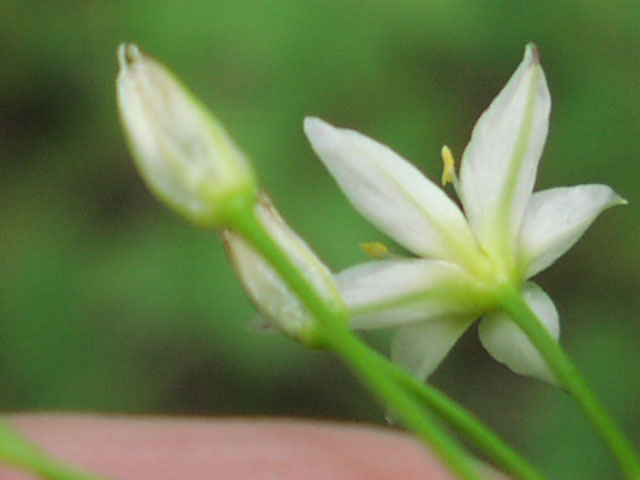 nothoscordum.bivalve.flwback.jpg (39974 bytes)