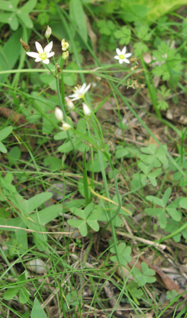 nothoscordum.bivalve.habit.JPG (80434 bytes)