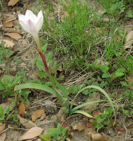 Cooperia pedunculata habit.jpg (85270 bytes)