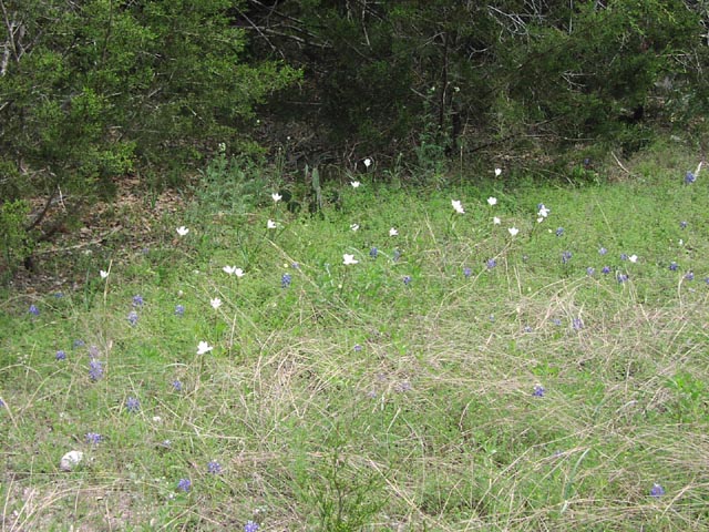 Cooperia pedunculata habit3.jpg (117630 bytes)