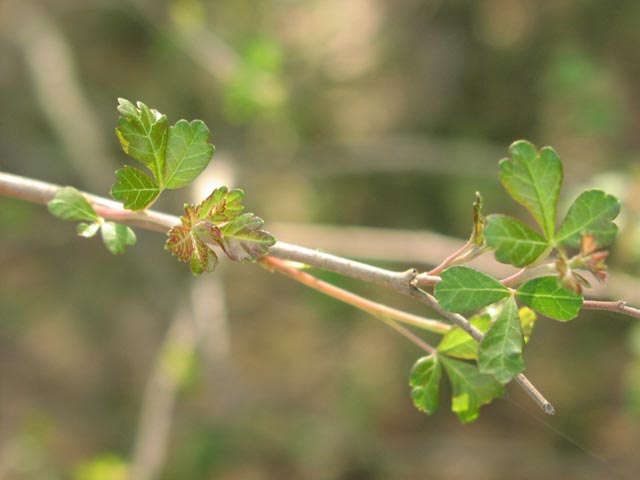 Rhus aromatica youngleaves4.jpg (31546 bytes)