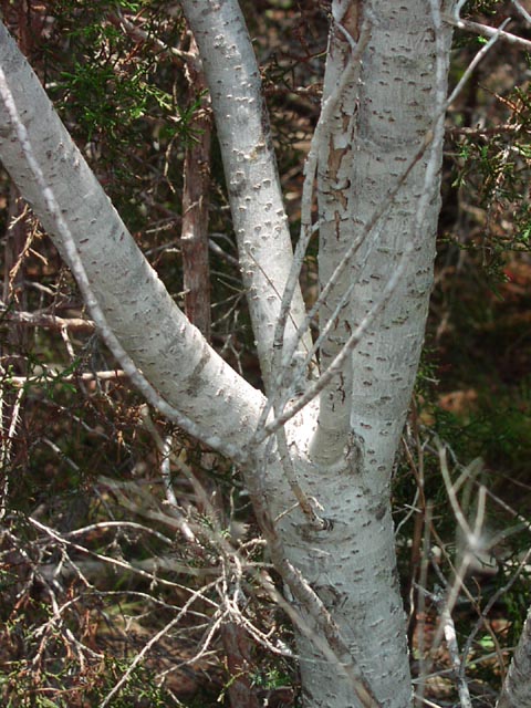 Rhus lanceolata bark.jpg (93205 bytes)