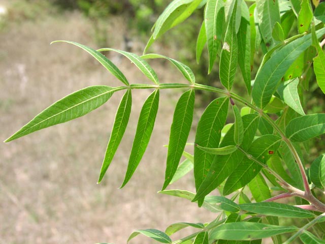 Rhus lanceolata leaf1.jpg (58978 bytes)