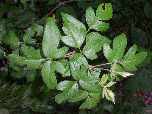 Toxicodendron radicans leaves8.jpg (60255 bytes)