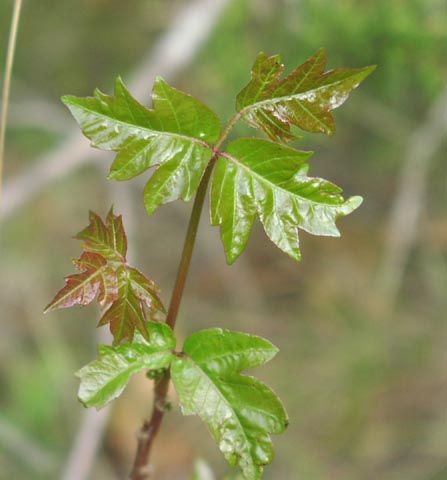 Toxicodendron radicans youngleaves2.jpg (30636 bytes)