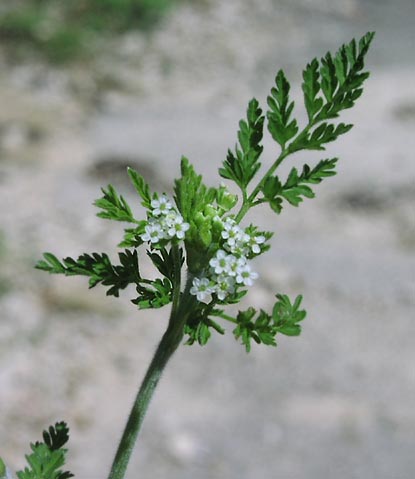 Chaerophyllum tainturieri flowers.jpg (31018 bytes)