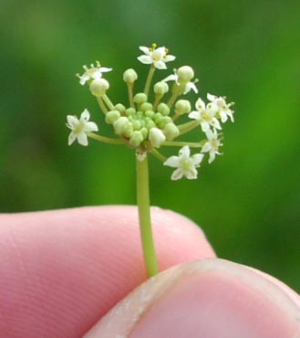 Hydrocotyle umbellata inflorescence.jpg (18308 bytes)