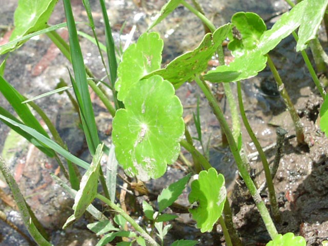 Hydrocotyle umbellata leaf.jpg (77890 bytes)