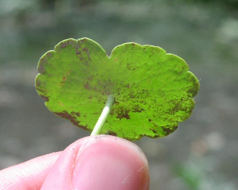 Hydrocotyle umbellata leafunderside.jpg (23762 bytes)