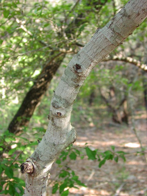 Ilex decidua bark2.jpg (63738 bytes)