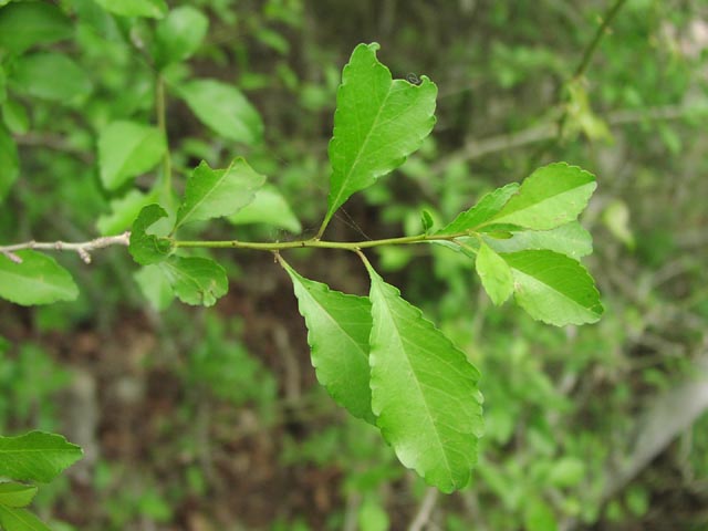 Ilex decidua leaves4.jpg (45392 bytes)