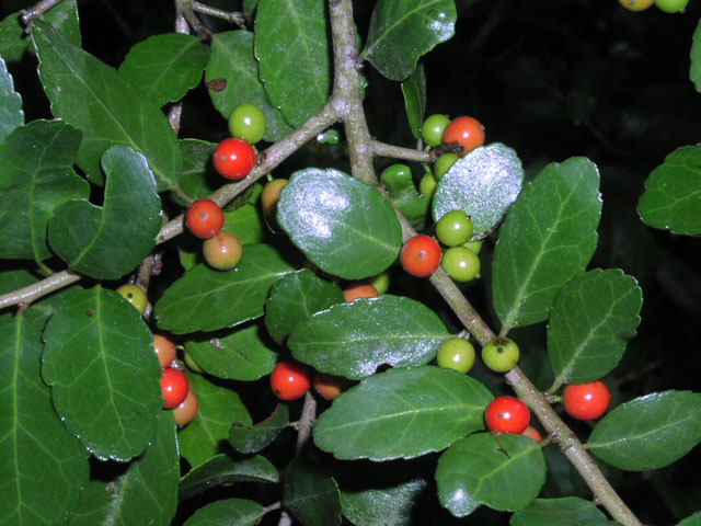 ilex.vomitoria.frt2.JPG (83054 bytes)