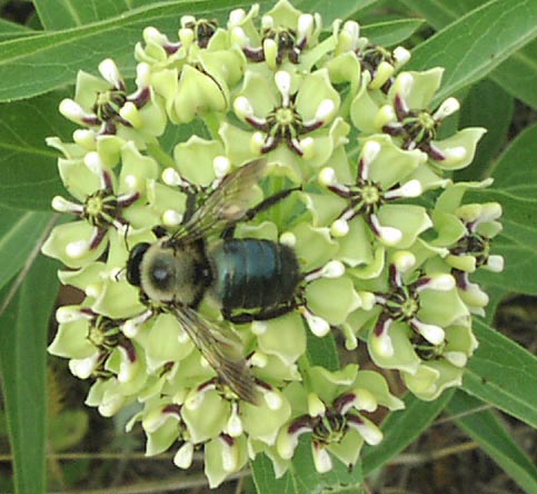 Asclepias asperula bigbee.jpg (57944 bytes)