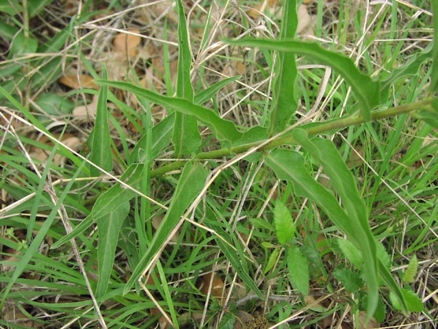 Asclepias asperula leaves.jpg (99396 bytes)