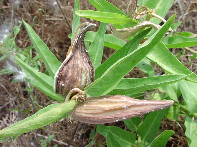 Asclepias asperula oldfruits1.jpg (74971 bytes)