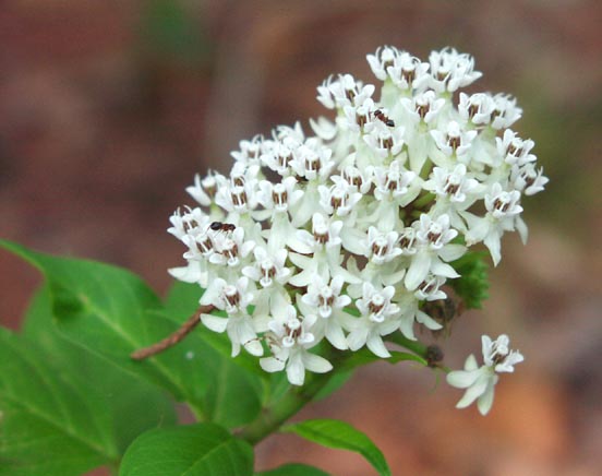 Asclepias texana flowers3.jpg (40275 bytes)