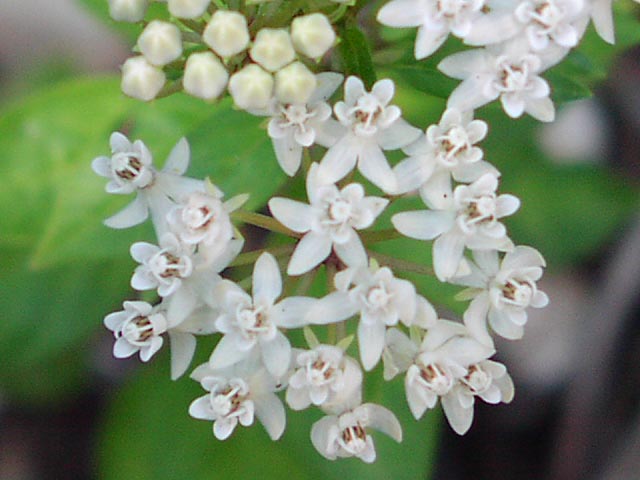 Asclepias texana flowerscloseup_sharp.jpg (52093 bytes)