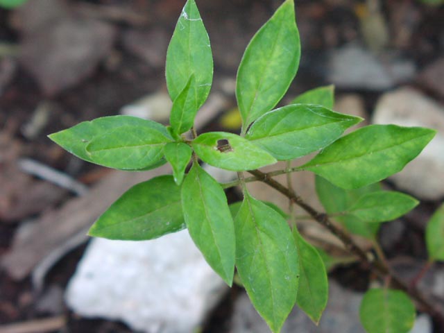 Asclepias texana leaves.jpg (40149 bytes)