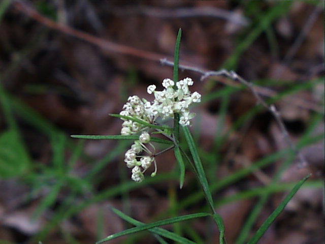 asclepias.verticillata.flw.jpg (38404 bytes)