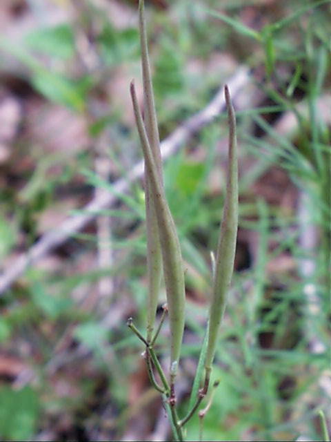 asclepias.verticillata.frt.jpg (39643 bytes)