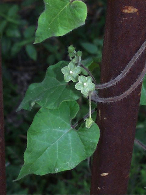 matelea.reticulata.2.jpg (39939 bytes)