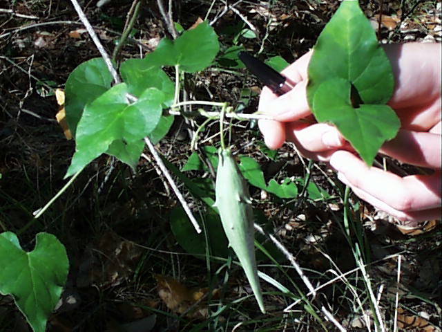 matelea.reticulata.frt.jpg (72028 bytes)