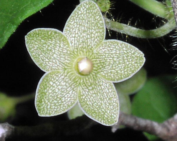 matelea.reticulata2.flw.JPG (52766 bytes)