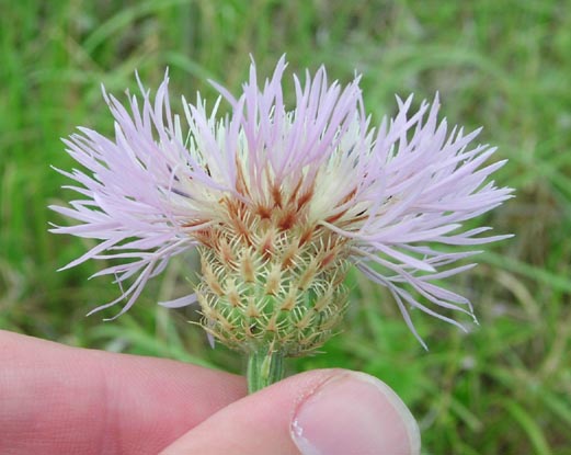 Centaurea americana phyllaries.jpg (43529 bytes)