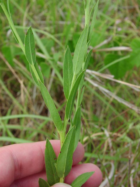 Centaurea americana stemleaves.jpg (47800 bytes)