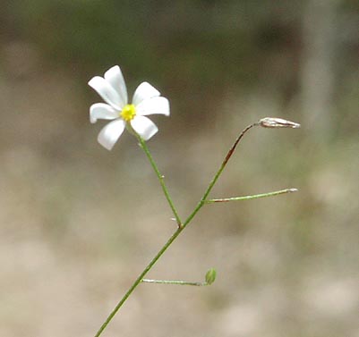 Chaetopappa asteroides head3_sharp.jpg (16271 bytes)