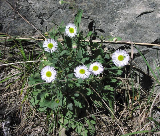 Erigeron modestus habit.jpg (109199 bytes)